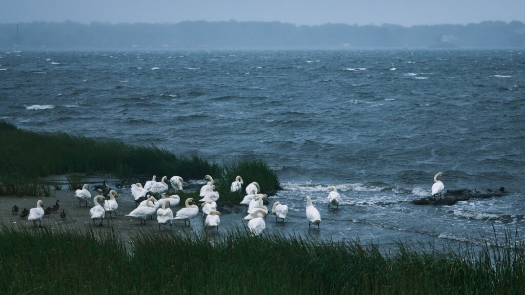 Storm Swans Rhode Island